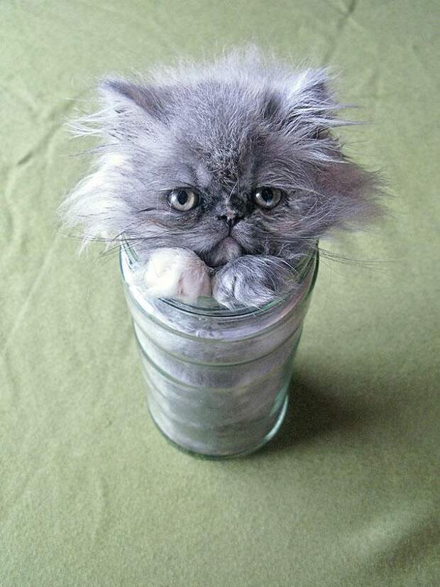 коты это жидкость (7)