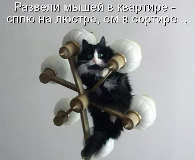 Лучшие котоматрицы недели (50 фото)