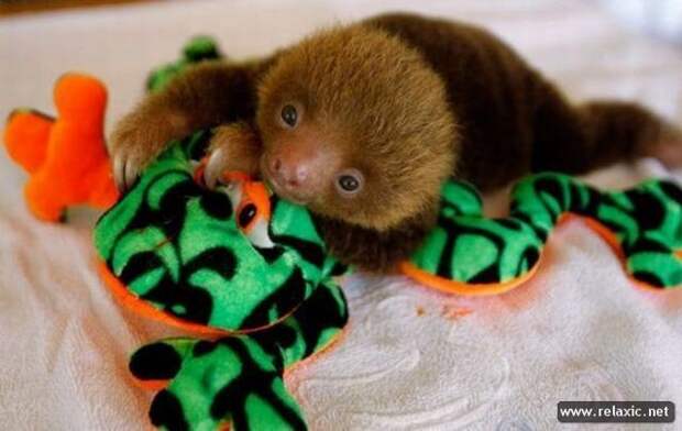 funny_animals_064