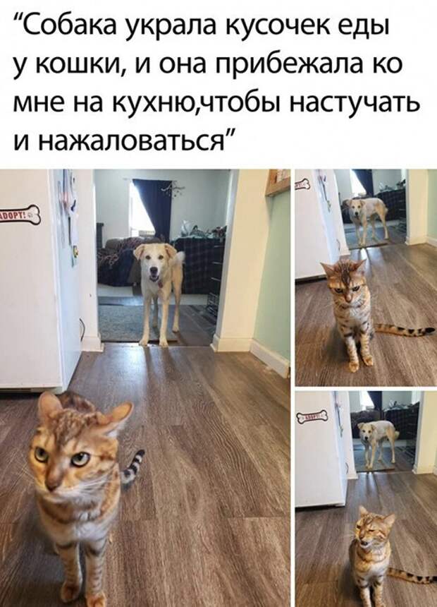 Прикольные и смешные картинки