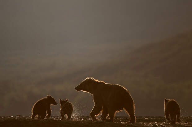 Сергей Горшков - &quot;Медвежий&quot; фотограф в мире, животные, люди, медведи, фото, фотограф