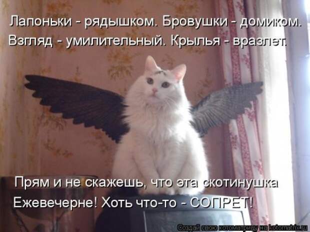 Новая котоматрица на Бугаге (28 фото)