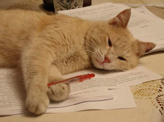 Позитив зверский. 15 животных, которые с удовольствием помогают по хозяйству