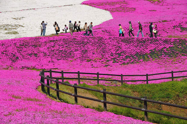 Холм Shibazakura цветение флоксов 4 (700x465, 261Kb)