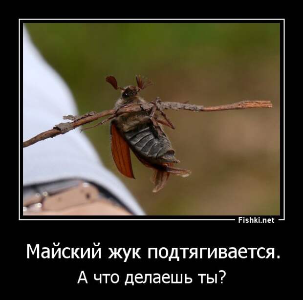 Подборка демотиваторов демотиваторы, юмор