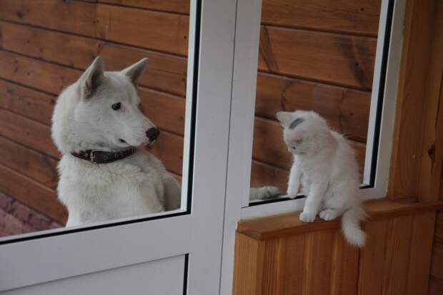 Как кошка с собакой!