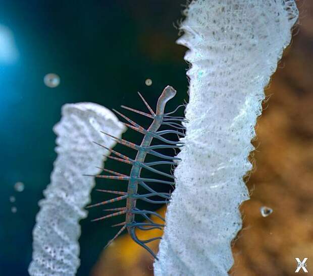 Галлюцигения (Hallucigenia) обитала н...