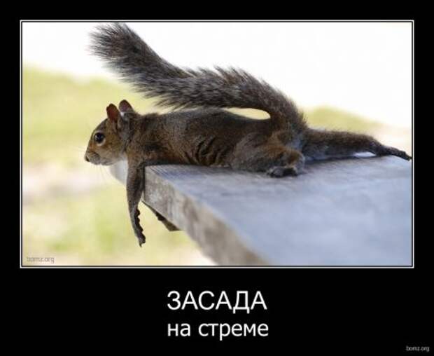 Демотиваторы, смешно, прикльные подписи и фотки.