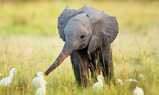 Любопытный слоненок - Интересные факты о слонах