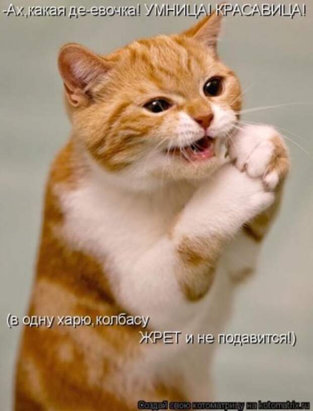 Котоматрица новые за неделю.