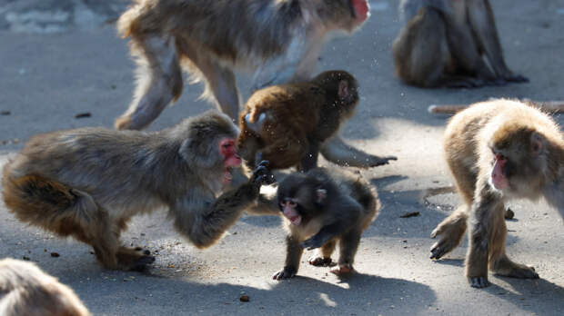 Не буллинг, а защита? Японский зоопарк объяснил «нападение» на макаку Панча