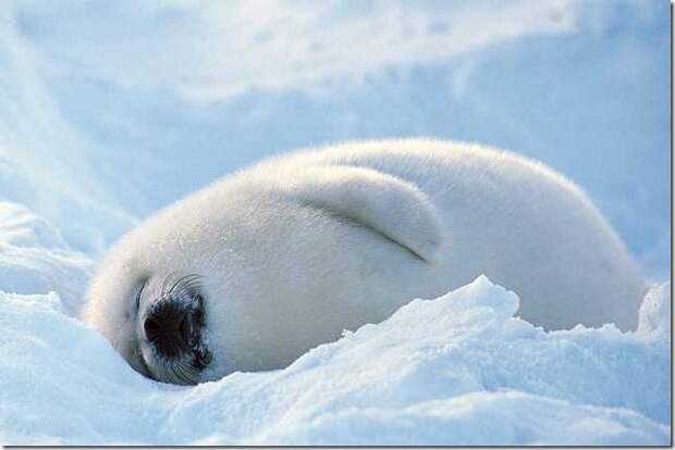 harp-seals-2