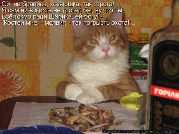 Котоматрица на Бугаге (37 фото)