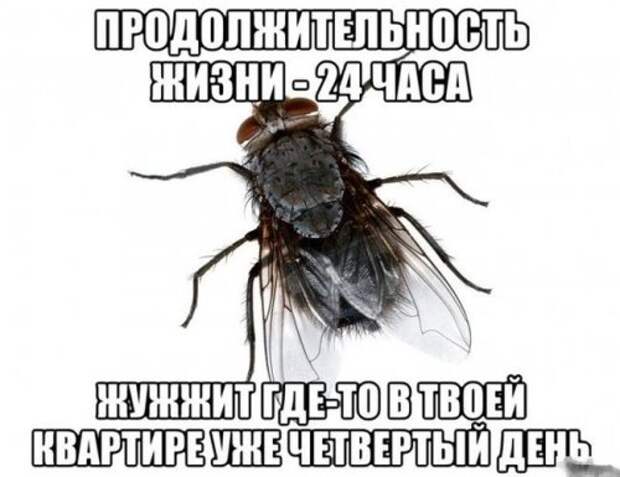 Смешарики и приколычи (44 шт)