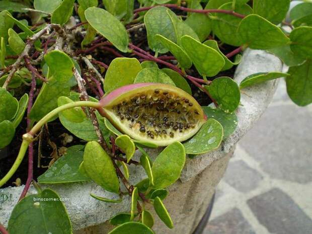 Capers-2