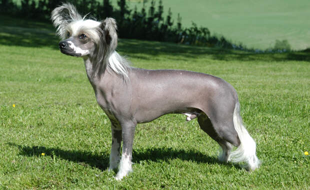 Китайская хохлатая собака Одна из разновидностей голых собак. Не вырастает выше 33 сантиметров и, в целом, напоминает чрезвычайно уродливую игрушку. Зато, собачка обладает повышенной эмпатией и очень социализирована.