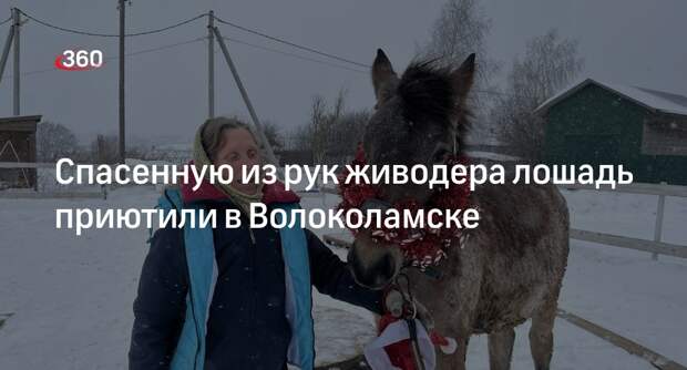 Спасенную из рук живодера лошадь приютили в Волоколамске