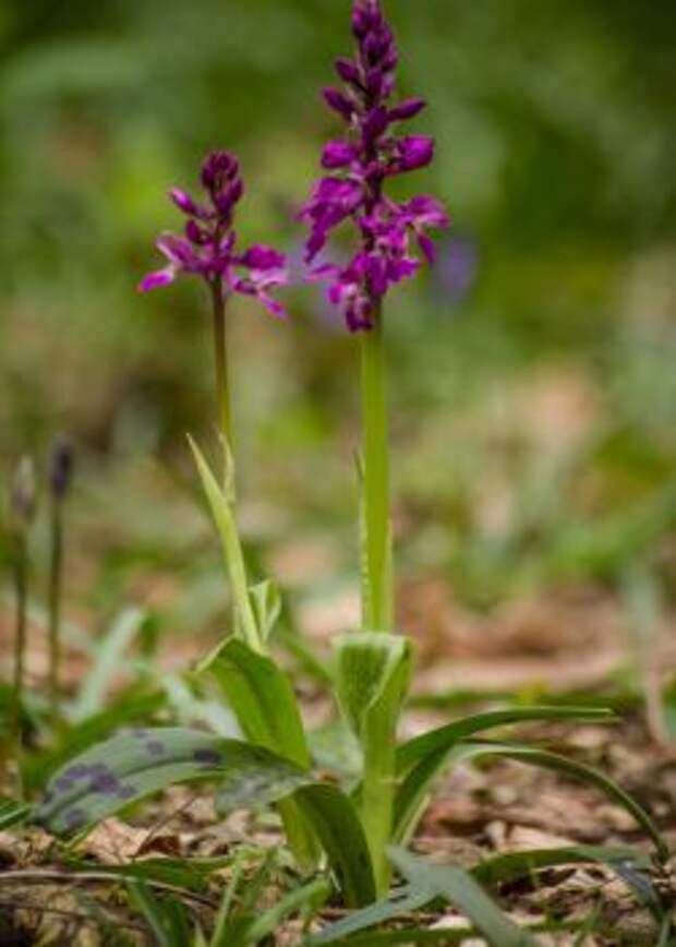 Ятрышник мужской (Orchis mascula)