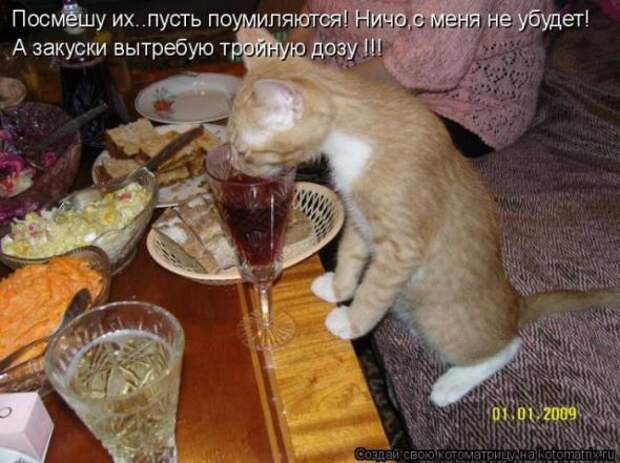 Котоматрица