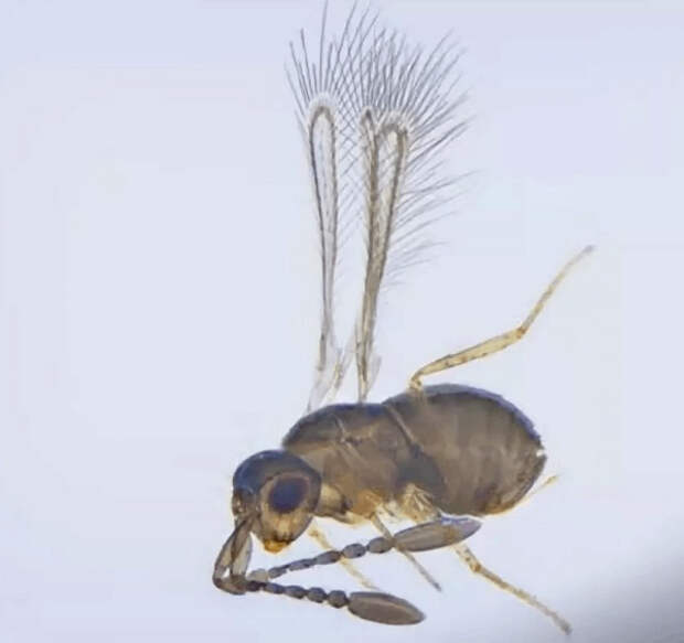 Самые маленькие насекомые в мире