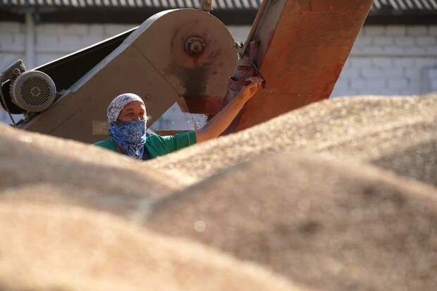 РФ в феврале увеличила экспорт пшеницы на 10,6%, почти до 1,7 млн т