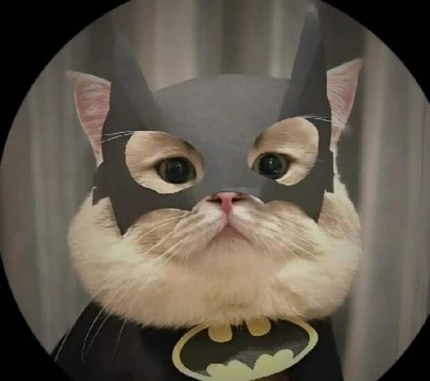 Дневник кота Василия