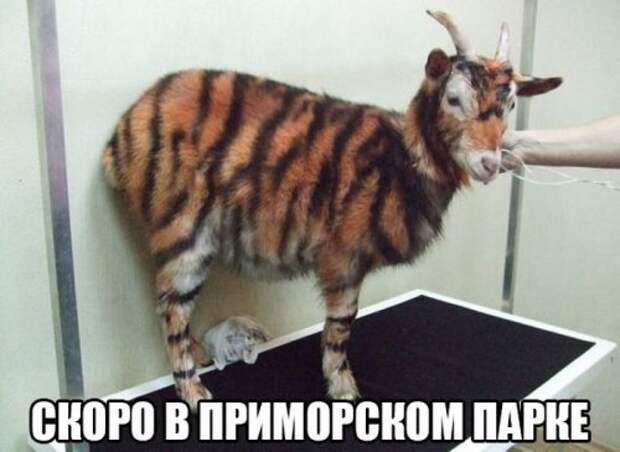 Прикольные картинки в ассортименте (33 шт)