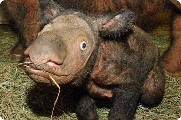Детеныш суматранского носорога на острове Борнео. Фото