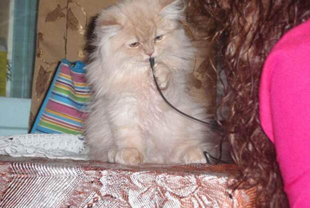 В Коростене  (Украина)  кошка предупредила жильцов многоквартирного дома о пожаре