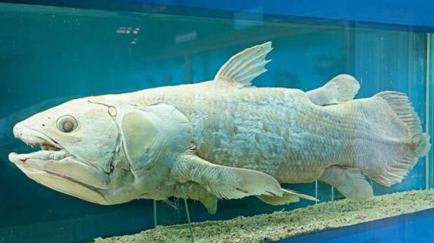 самые ужасные морские чудовища 
