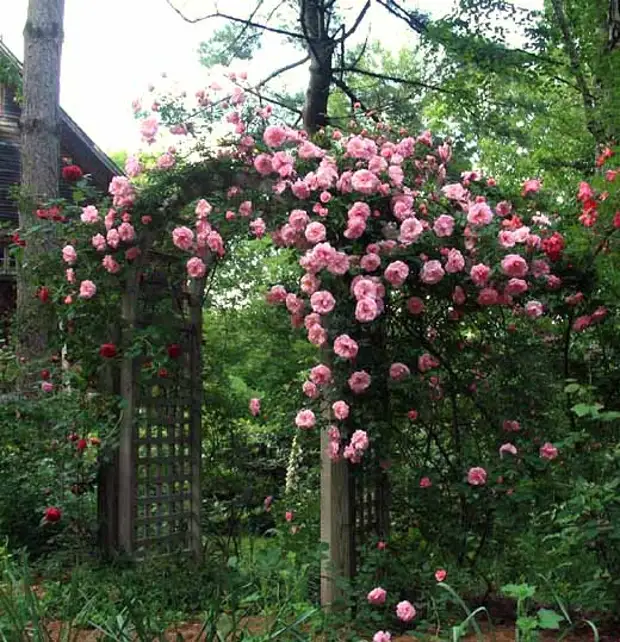 Плетистая роза - правильный уход: 35 садовых арок из роз - Дачный участок - 10 июня - 43939250246 - Медиаплатформа МирТесен