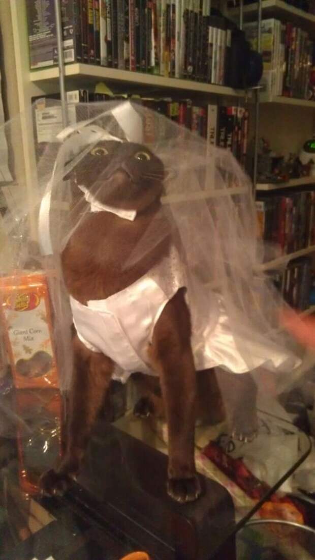 Смешные, любопытные, кошки, анимация, гифки