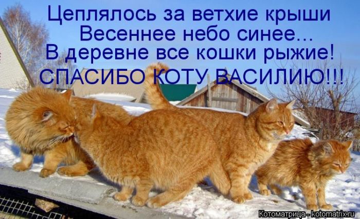Лучшие котоматрицы недели (50 фото) Лучшие котоматрицы недели (50 фото)