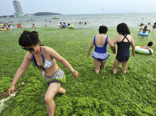 Зеленые водоросли атакуют Китай водоросли, китай, пляж