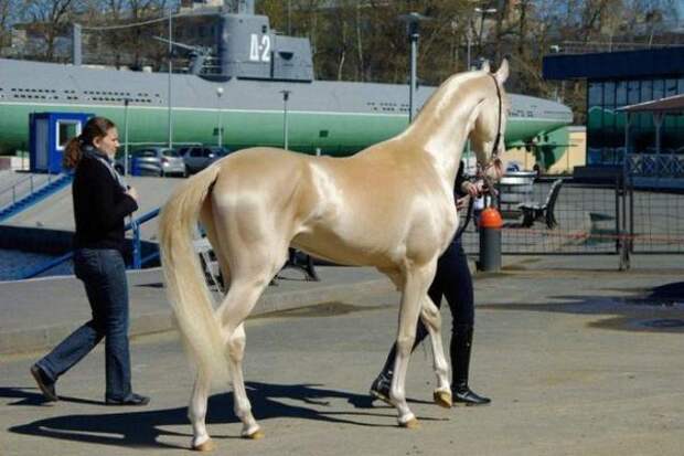 Представляем вам самую редкую и красивую лошадь в мире!