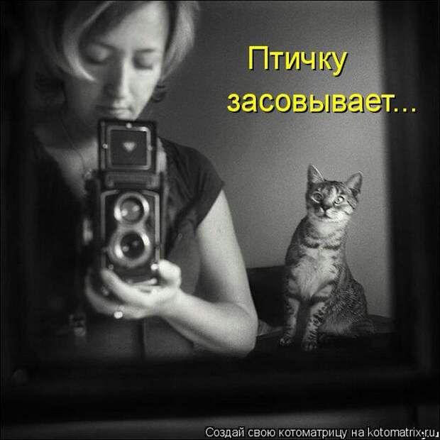 Лучшие котоматрицы недели (50 фото)
