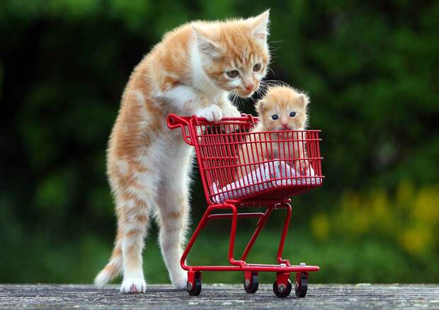 lolcats92 100 лучших фотографий кошек всех времен и народов