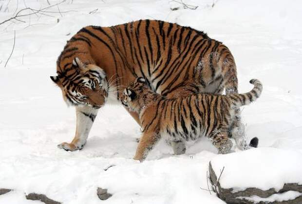 Почему не стоит обрезать когти тиграм или другим большим кошкам