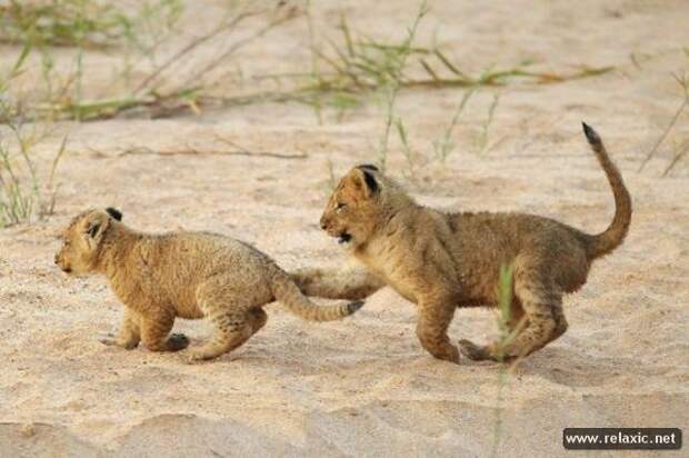 funny_animals_017