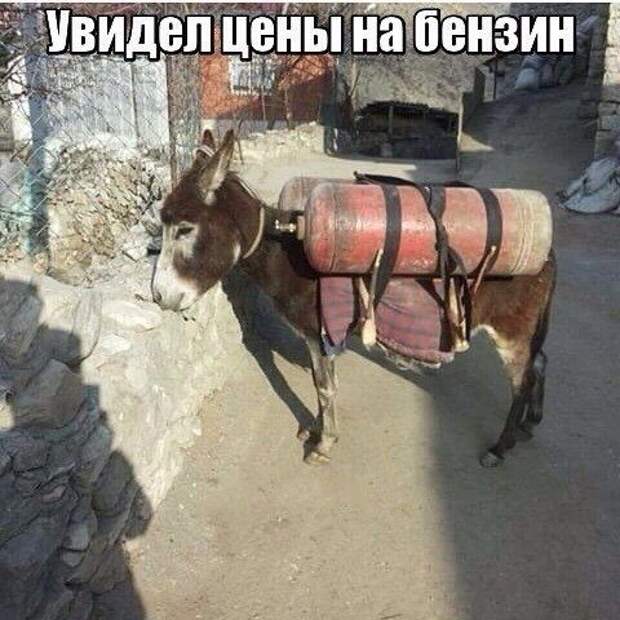 Смехотерапия Писца. Закаляйся!
