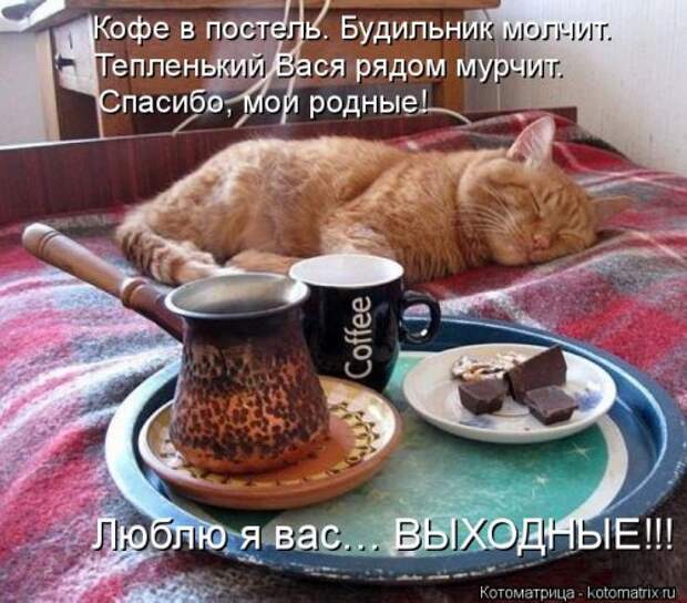 Новая котоматрица для хорошего настроения (28 фото)