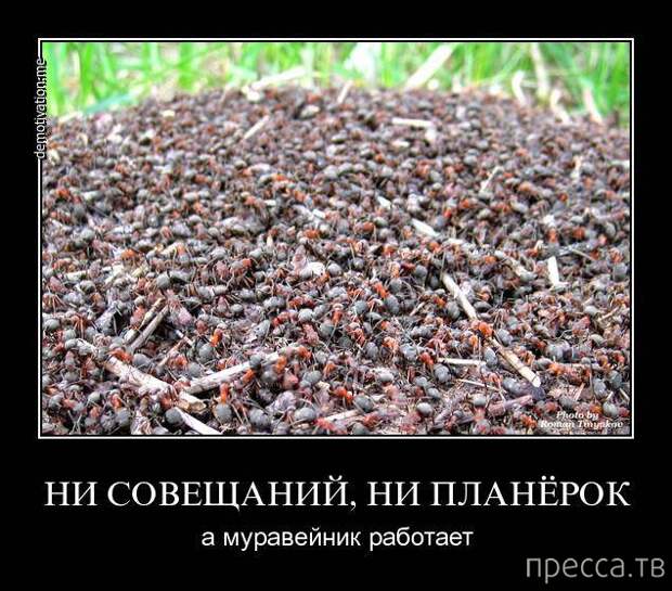 Прикольные демотиваторы со смыслом, часть 10 (43 фото)