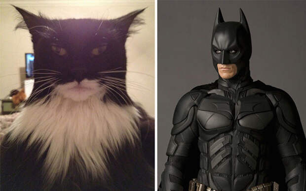 Кот, весьма напоминающий известного супергероя Бэтмена. гулять, кошки, фото