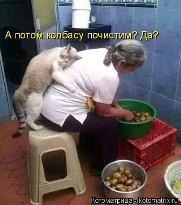 Замечательная котоматрица (27 фото)