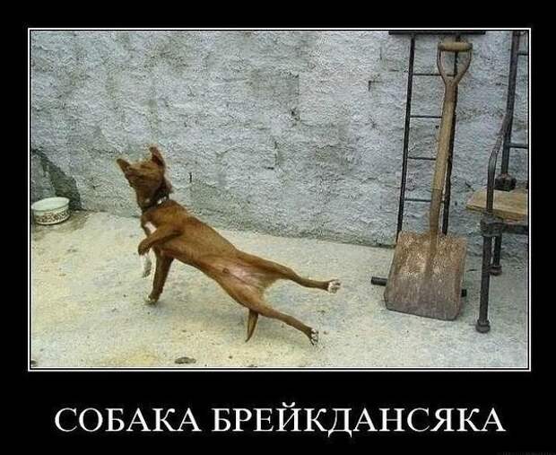 Виды собак