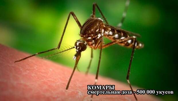 Дозы, которые могут быть смертельными для человека