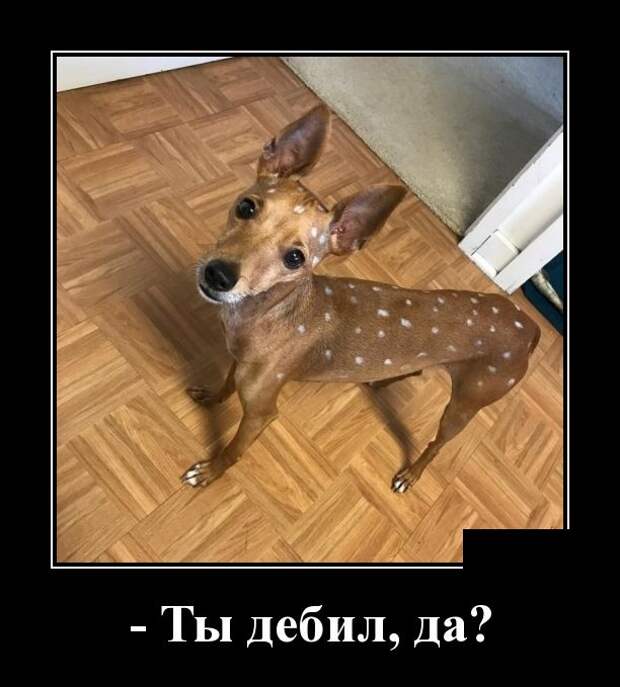 Демотиваторы (30 фото)