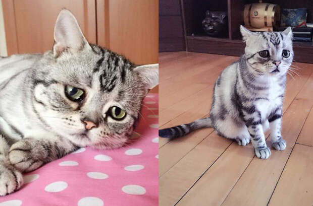 Лицо попроще: животные отличающиеся удивительной внешностью Лицо попроще: животные отличающиеся удивительной внешностью животные, история, факты