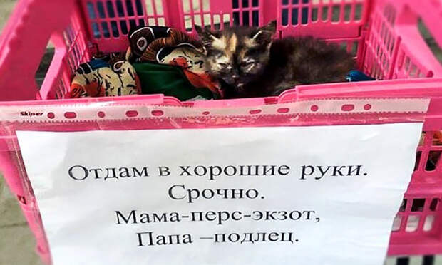 позитивные объявления с юмором 