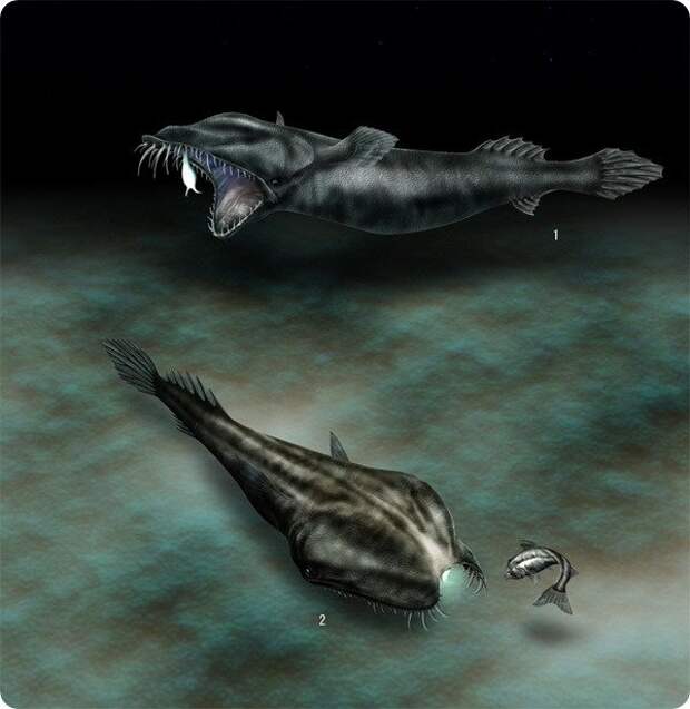 Странное существо морских глубин